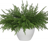 Enhance Your Holiday Decor with 12 Pcs Artificial Norfolk Pine Branches